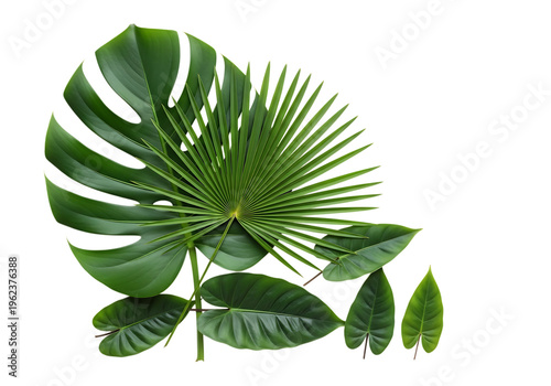 Assortment of Lush Green Tropical Leaves Including Monstera and Palm Isolated on White
