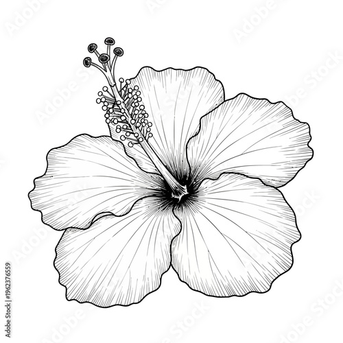 Detailed Black and White Hibiscus Flower Illustration, Tropical Plant, Botanical Art