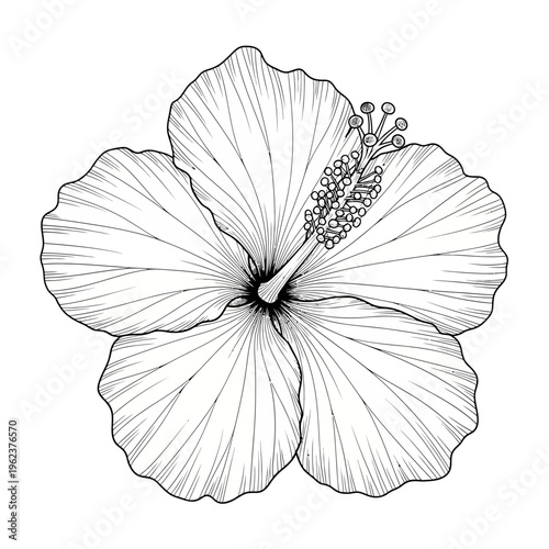 Detailed Black and White Hibiscus Flower Illustration, Botanical Line Art