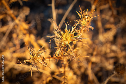 Foto A Dry Thorny Plant