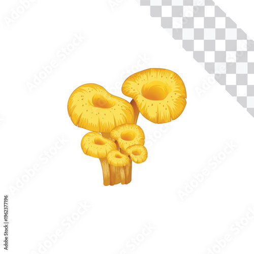 floral element rock, mashroom, leave on transparent background