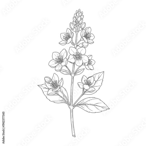 Botanical illustration of a delicate flowering plant with small blossoms and leaves, line art.