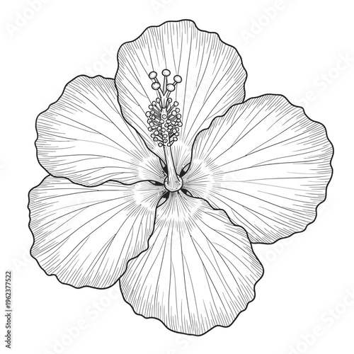 Detailed Black and White Drawing of a Hibiscus Flower