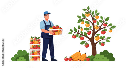 Man picking apples from tree with crate.