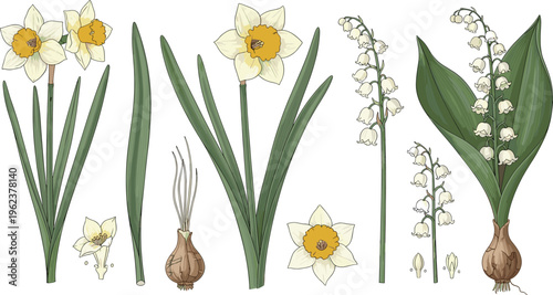 Daffodil and Lily of the Valley Botanical Illustration Set with Flower Parts, Bulb, Leaves, and Botanical Plant Diagram Vector Collection