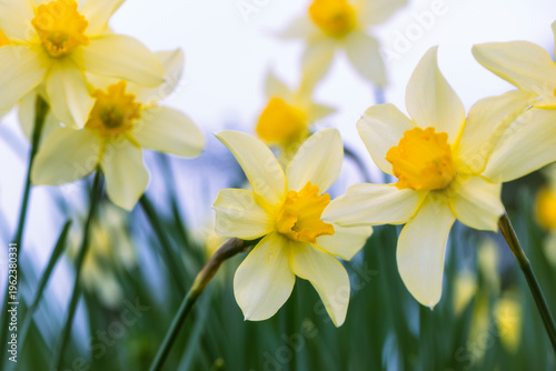Foto Campo fiorito di narcisi in primavera