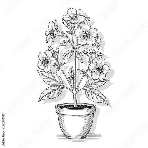 Botanical illustration of a flowering plant in a pot, black and white sketch