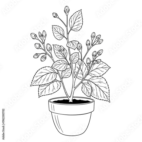 Potted Jasmine Plant with Buds, Black and White Line Art Illustration