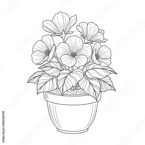 Potted flowering plant, detailed line art illustration, isolated on white background