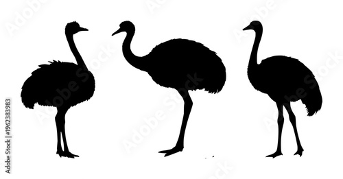 Ostrich silhouettes set with bold black outline featuring wildlife, bird, silhouette with fauna and nature illustration, vector artwork, black and white
