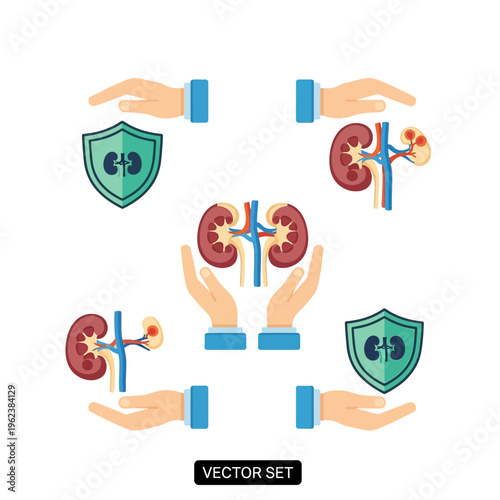Kidney Health Protection Concept: Hands Shielding and Caring for Kidneys and Shields