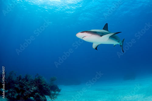 Foto Reef shark swimming through clear blue ocean water above sandy seafloor