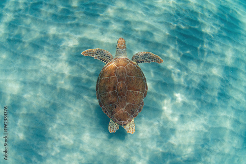Photography Top-down view of a green sea turtle swimming in shallow turquoise water over a rippled sandy ocean floor