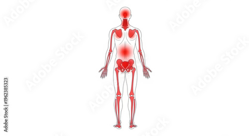A vector graphic illustration of a human body with a transparent skin showing the skeletal and circulatory systems