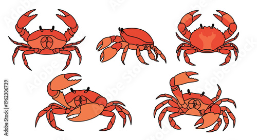 Red Crab Cartoon Character Set Isolated on White Background Vector Illustration of Marine Crustacean in Various Poses