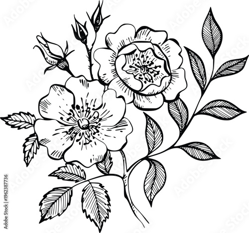 Double wild rose blossom engraving with multiple buds and leafy branches creating complex floral composition for decorative stationery and pattern PNG
