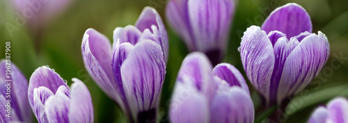 Purple crocus flowers in the spring garden.