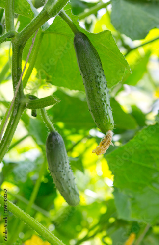 The bush cucumbers hang on the trellis in the garden .