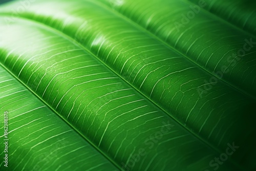 Green leaf surface revealing intricate vein patterns and natural texture