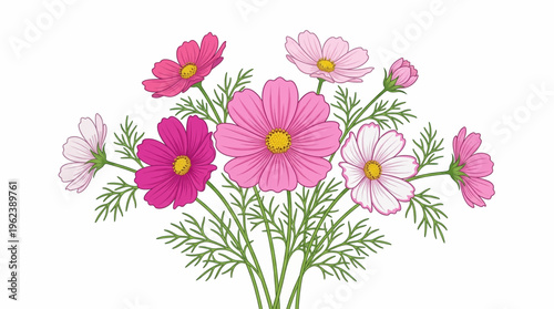 bouquet of cosmos flowers