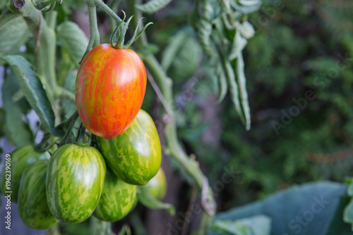 Ripe green and red tomatoes hanging in the garden.