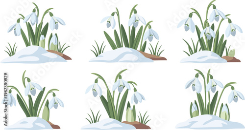 Snowdrop Flower Vector Set Featuring White Spring Galanthus Blossoms Growing Through Snow for Early Spring Nature and Seasonal Garden Designs