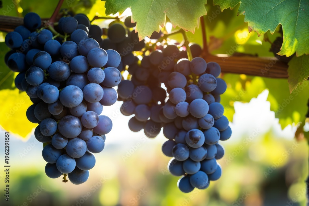 Naklejka premium Grapes bunches ripen on vine, basked in sunlight, ready for wine production