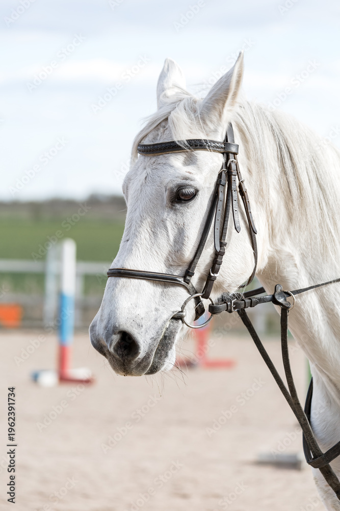 Obraz premium White horse head in profile wearing leather bridle with bit and reins at outdoor equestrian arena. Close-up of Equus ferus caballus standing against blurred background during daytime