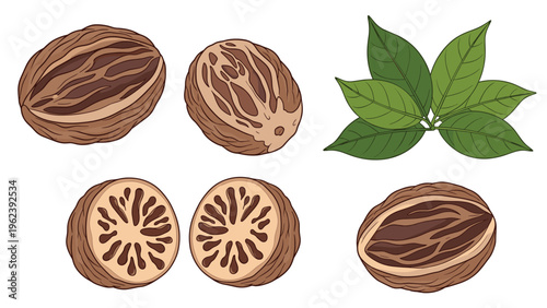 Detailed botanical illustration of nutmeg including whole seeds, cross sections showing internal texture, and leaves.