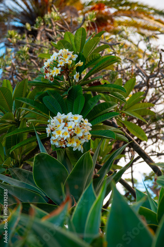 Tropical frangipani flowers Tenerife Spain exotic plant plumeria blossoms lush green leaves nature background
