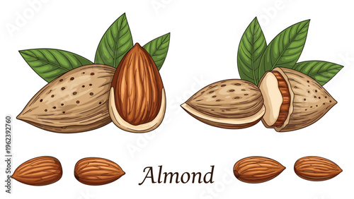 Detailed botanical illustration of almonds showing whole nuts in husks, brown shells, kernels, and green leaves.