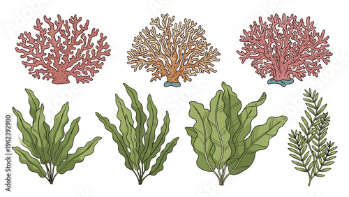 Collection of detailed illustrations featuring different types of sea corals and underwater plants such as seaweed in shades of green and pink.