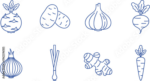 Vector illustration of root vegetables and bulbs including potatoes, garlic, onion, beet, carrot, leek and ginger
