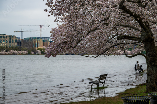 Cherry Blossom