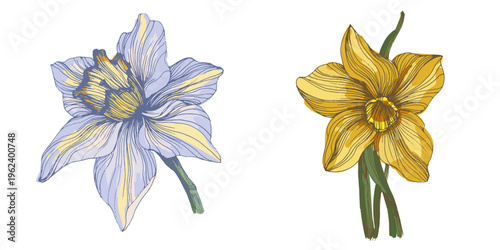 Bright yellow blooming narcissus flowers in spring garden, beautiful daffodil blossoms on green stems, seasonal floral background with sunny narcissus flowers