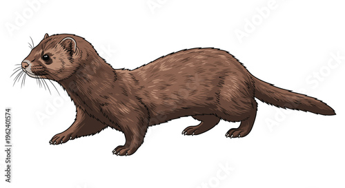 Graceful brown mink, walking in profile, showcasing its sleek fur, long body, and distinctive pointed snout and ears.