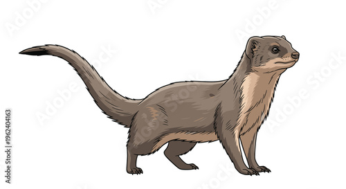 Alert long-tailed weasel, standing in profile with an arched back, showcasing its slender body, brown fur, and inquisitive expression.