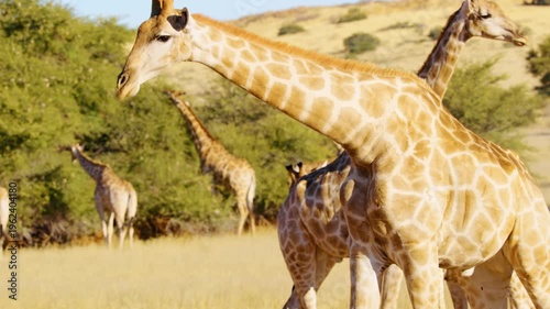 Slow motion footage of a herd of African Giraffes eating leaves