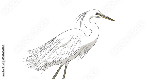 Elegant little egret bird, standing in profile, showcasing its pristine white plumage, long slender neck, and sharp beak, with ruffled feathers.