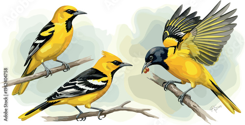 Three Hooded Orioles on Branches, One Eating Berry, Detailed Vector Illustration of Vibrant Yellow Birds in Various Poses for Nature and Wildlife Designs