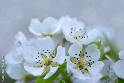 Beautiful spring pear tree blossoms against a blurred background.