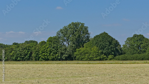 Photography summer landscape with mown meadow and green trees in hoge Kempen nature reserve,