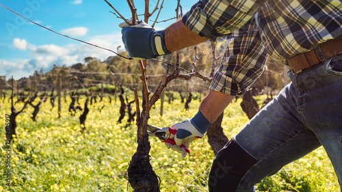 Close-up of the winemaker's hands, wearing work gloves, pruning the vineyard with professional steel shears. Traditional agriculture. Winter pruning, Guyot method.