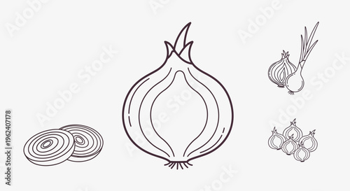 Onion Vegetable Illustration with Slices.