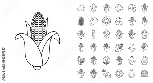 Detailed drawing of an ear corn.