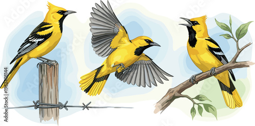 Three Vibrant Yellow Hooded Orioles in Different Poses, Detailed Vector Illustration of Birds on Branch and Perch, Perfect for Nature and Wildlife Designs