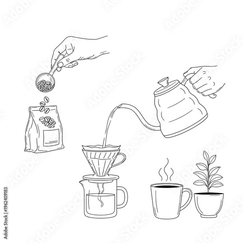 Pour Over Coffee Brewing Process: Beans to Cup, Step-by-Step Illustration