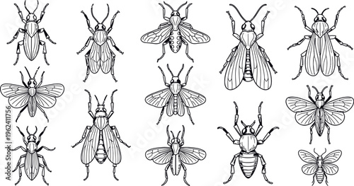 Insects bugs beetles flies line art illustrations set