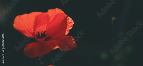 Red poppy flower close up isolated on dark green background.