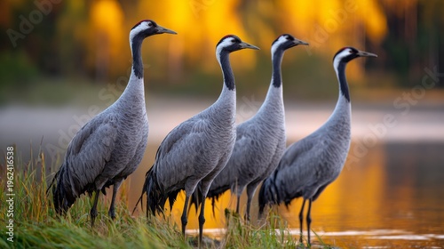 Cranes gather by the shimmering lake at dawn